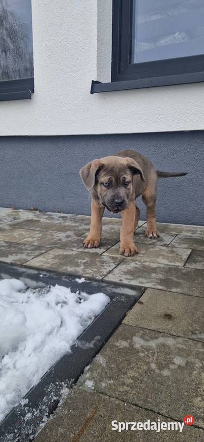 Cane Corso pieski rodowodowe płowe Bychawa sprzedam