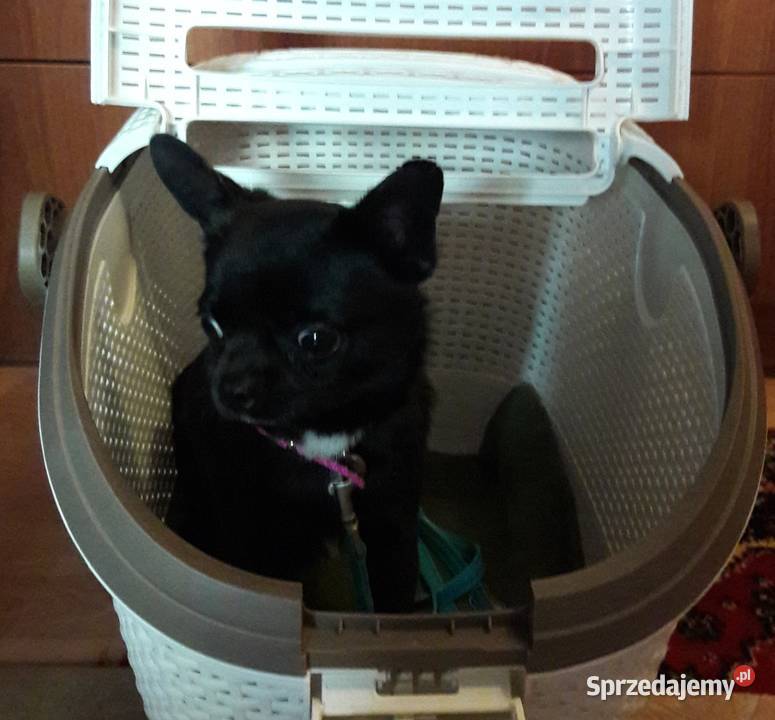 Bursztynowo czarno biały piesek Chihuahua