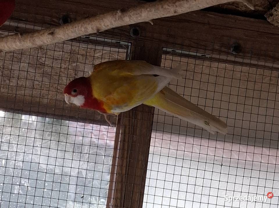 Rozella Białolica 2024 samiec śląskie Częstochowa