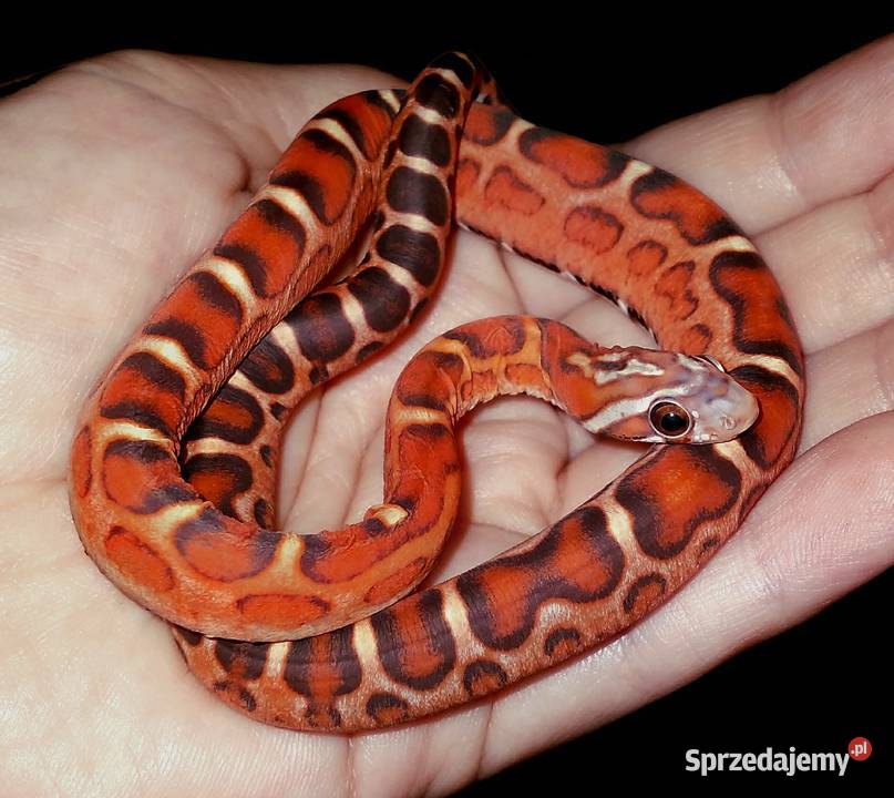 Wąż zbożowy SCALELESS węże zbożowe bezłuskie Warszawa