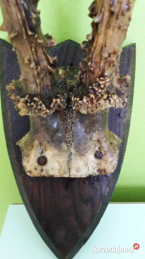 Sprzedam poroźe jelenia Antyki, Sztuka, Kolekcje