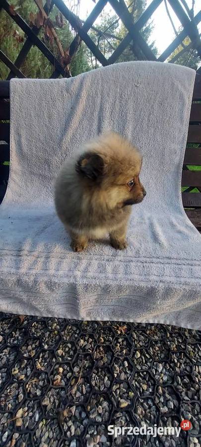 Szpic miniaturowy szczeniak Żabno