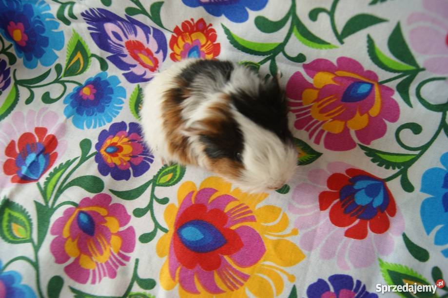 Świnka morska RASOWA długowłosa Sheltie 100 3 Pozostałe Żnin