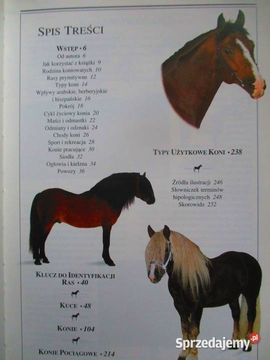 KONIE EHEdwards konie hodowla rasy zwierzęta łódzkie