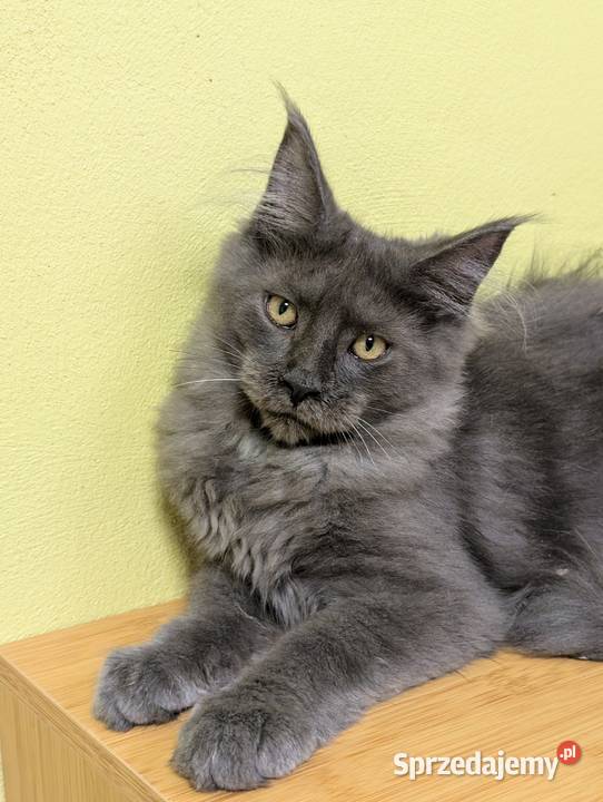 Ivett kocurek niebieski dymny Maine Coon