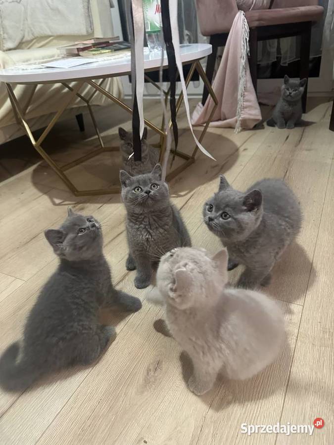 Kotki Brytyjskie Niebieskie Legionowo