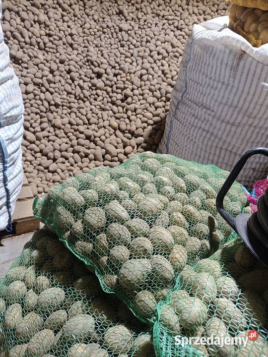 Ziemniaki sadzeniaki Mariola Soraya marabel Jarosław