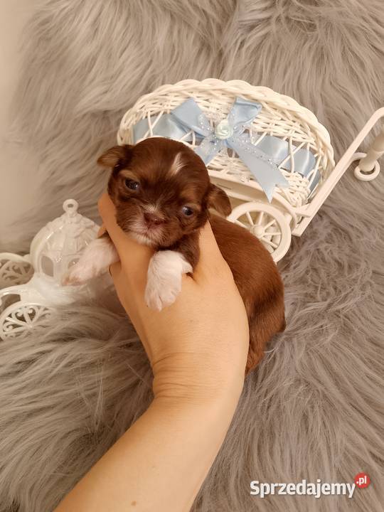 Czekoladowy piesek rasy ShihTzu Kluczbork