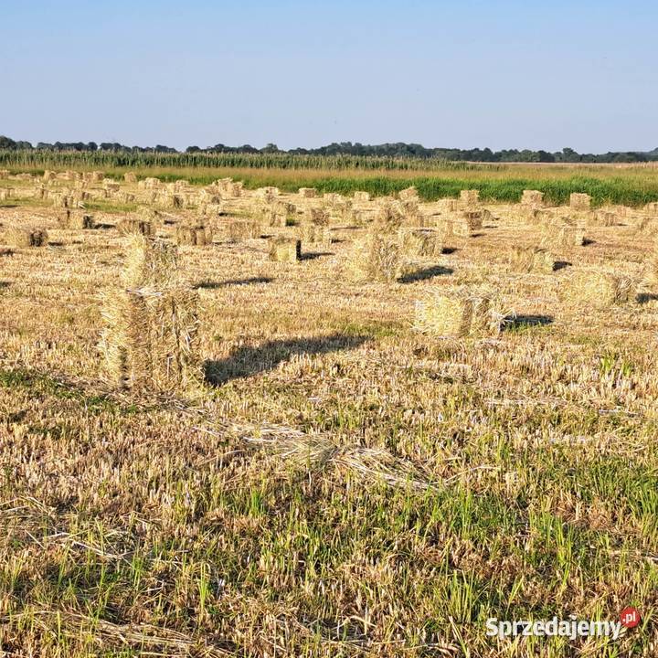 sprzedam siano w snopkach z lonki świeżo Szczawno