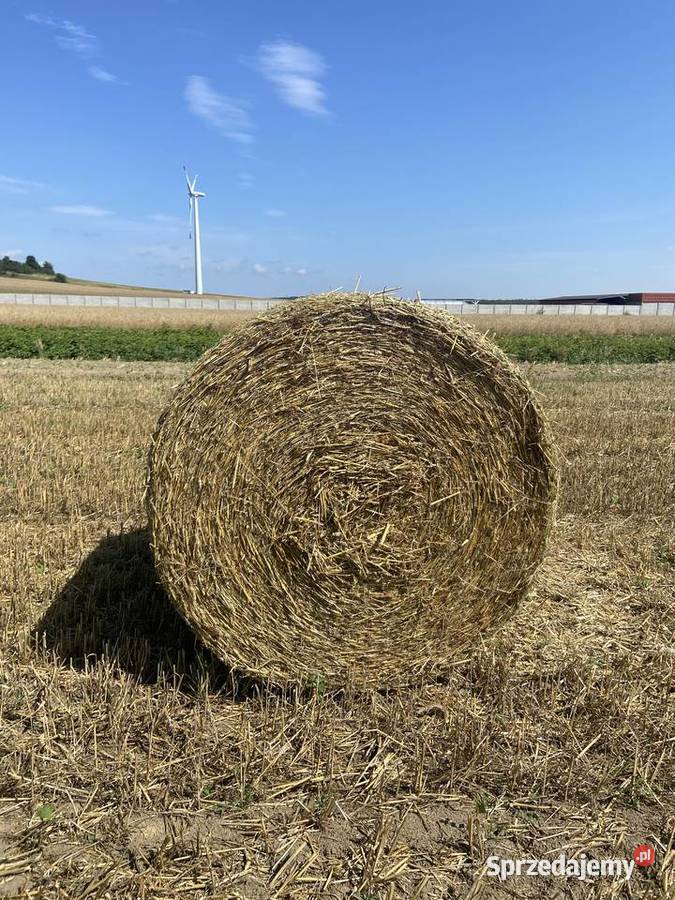 Słoma z pszenżyta 125 Wilkowiecko