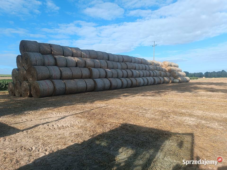 Słoma pszenna 150 w belach Karmy i pasze Bychawa