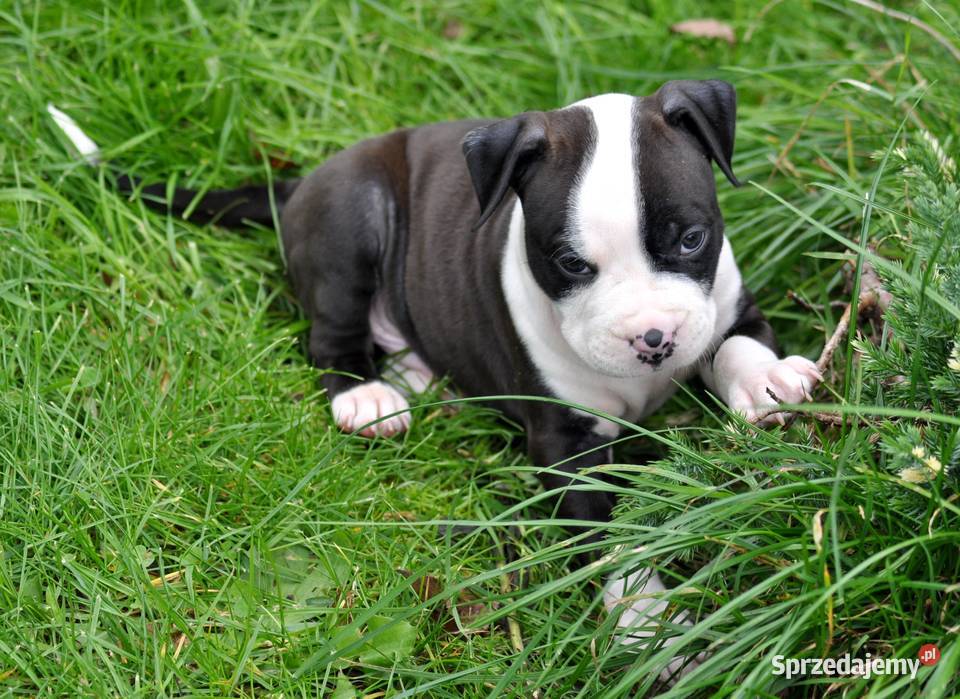 Amstaff zkwp przepiękny piesek Koziegłowy sprzedam
