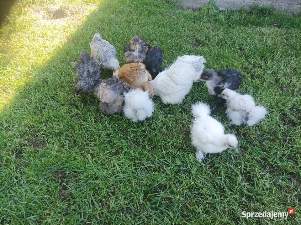 Kury ozdobne silka Brahma karzełek Szafranów sprzedam