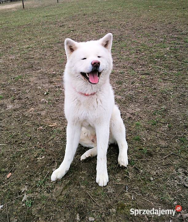 FCI Akita Inu czerwone i białe zoopsychologa Akita Warszawa