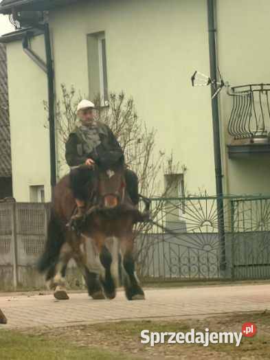 Ogierek zimnokrwisty ur luty 2024