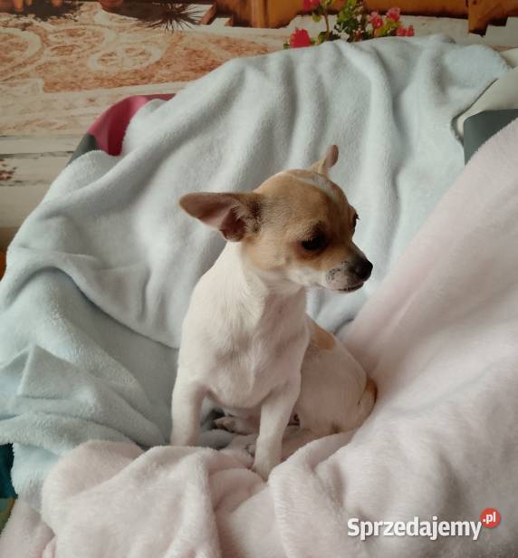 Chihuahua dziewczynka Dąbrowa Tarnowska