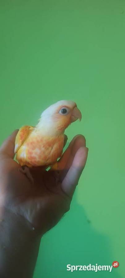 Papugi rudosterki ręcznie karmione Tychy