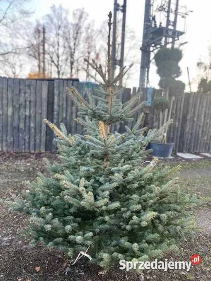 Świerk Srebrny Cięty PRODUCENTA dolnośląskie Długołęka