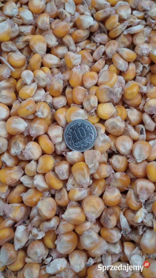 kukurydza sucha owies 2025 Strawczynek