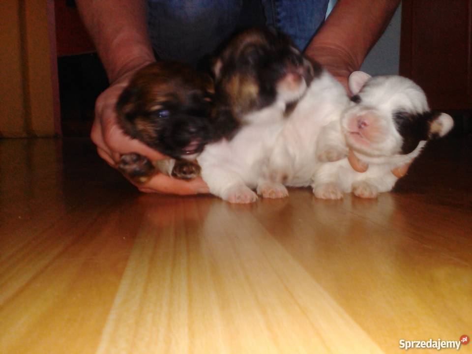 shih tzu Bolesławiec