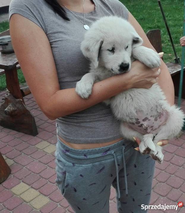 Owczarek środkowoazjatycki piesek mazowieckie Kozienice