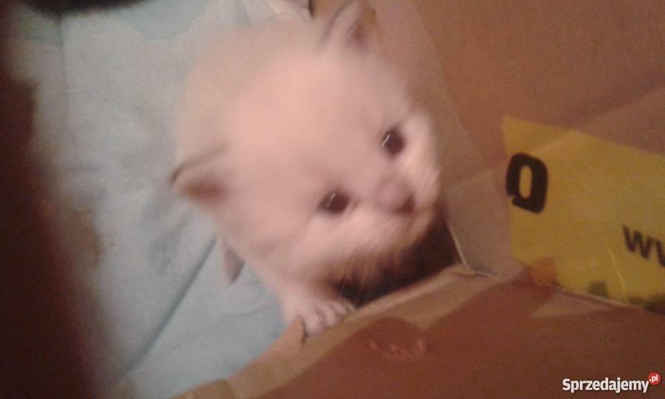 ragdoll kocurek Ruda Śląska