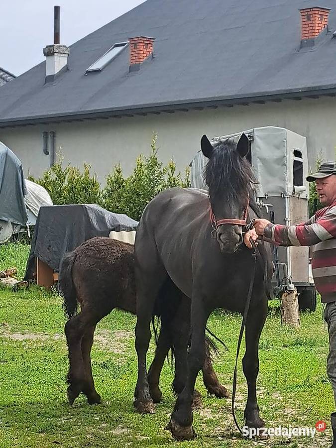 KLACZ ZIMNOKRWISTA ZE ŻREBAKIEM KLACZ 4 Reducin