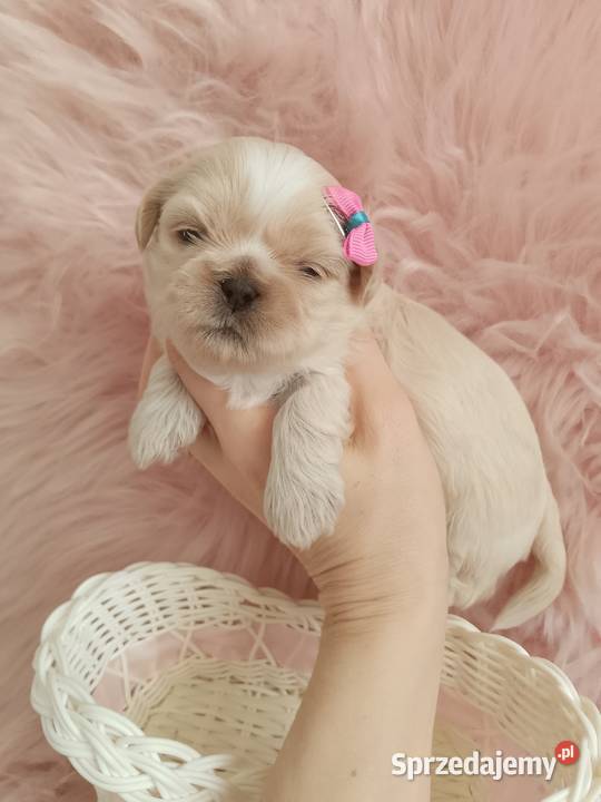 Przepiękna suczka rasy ShihTzu szuka domku Shih Tzu Kępno
