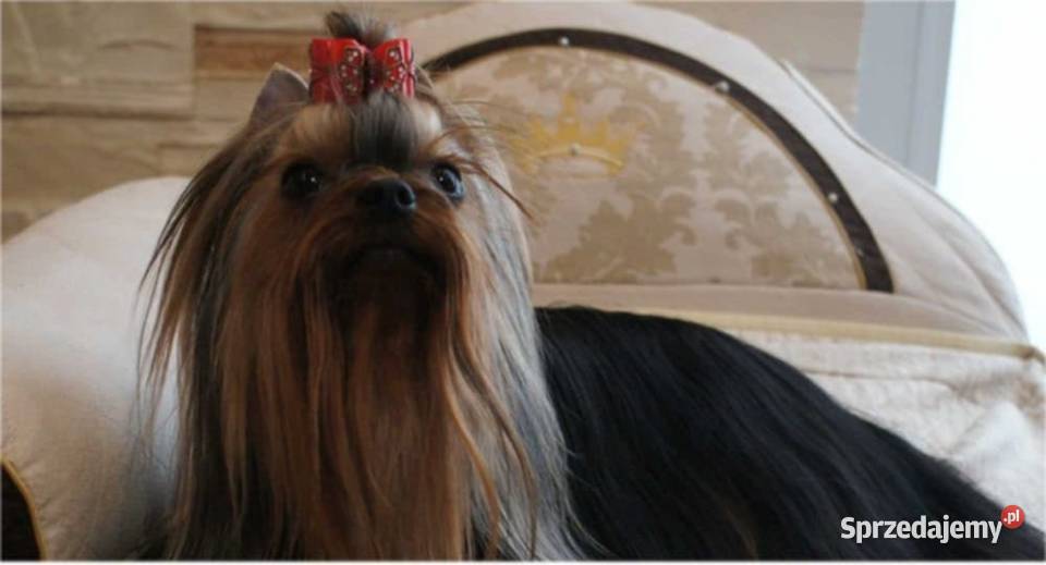 Śliczne szczenięta rodowodowe York Wrocław