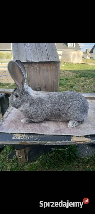 Królik Belgijski olbrzym szynszylowy Polkowice