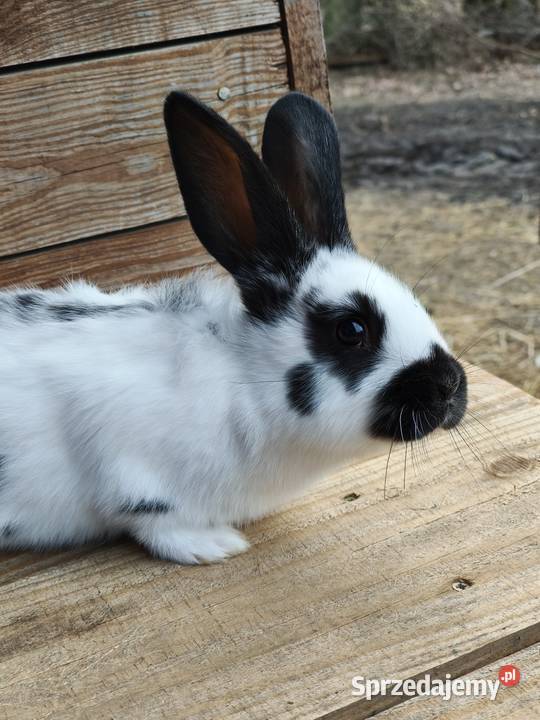 Krolki młode lubelskie