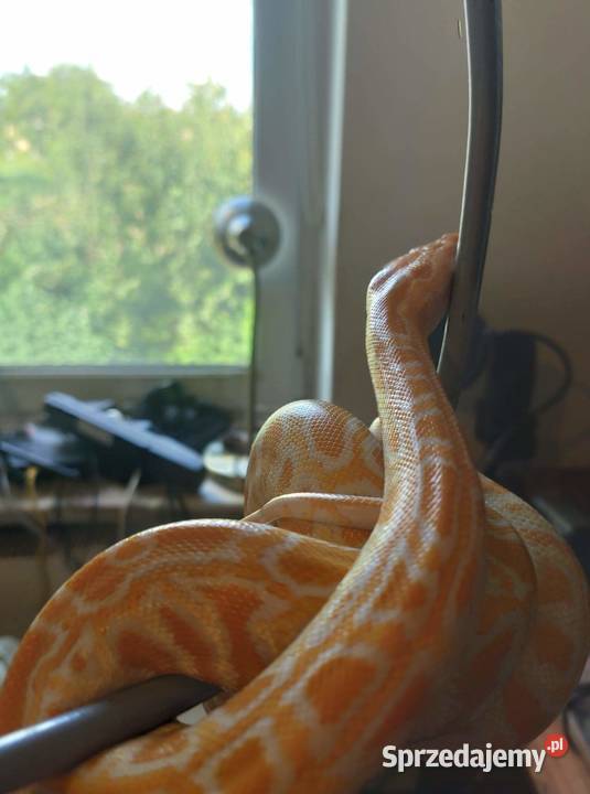 Węże Gady i płazy Krosno