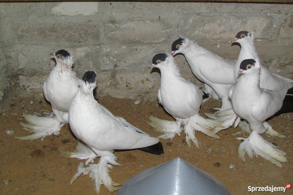 Gołębie Krymki Zwierzęta świętokrzyskie Świrna