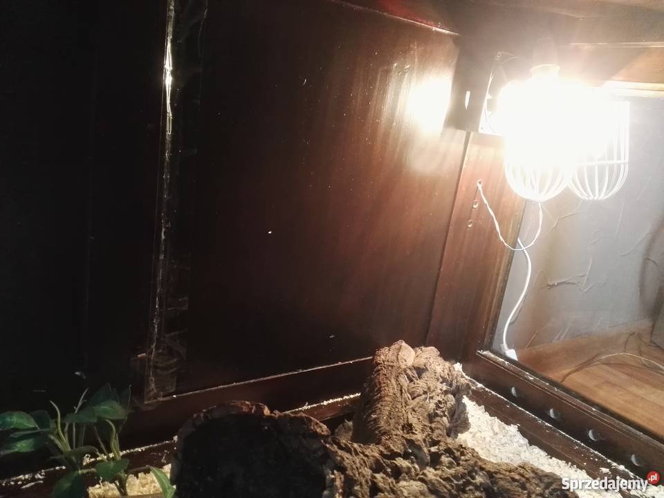 Pyton królewski z terrarium papierami Wałbrzych