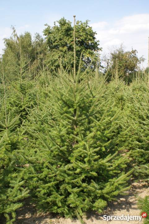 Choinki Świąteczne HURTDETAL Pułtusk