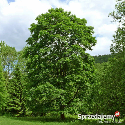 KLON JAWOR 1012 Dom i Ogród sprzedam