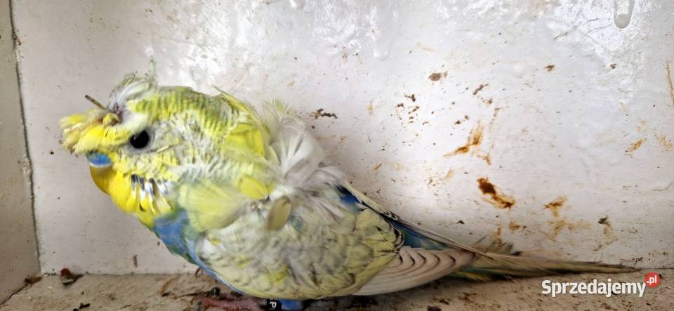 Papugi faliste helikoptery 2f Radzewo