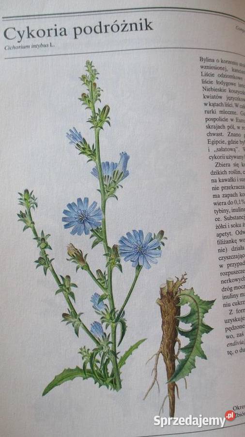 Rośliny lecznicze Volak Stodola rośliny zioła Łódź