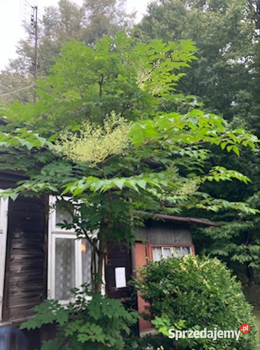 Działka budowlana 4304 m z drewnianym domem Nieruchomości Różyca sprzedam