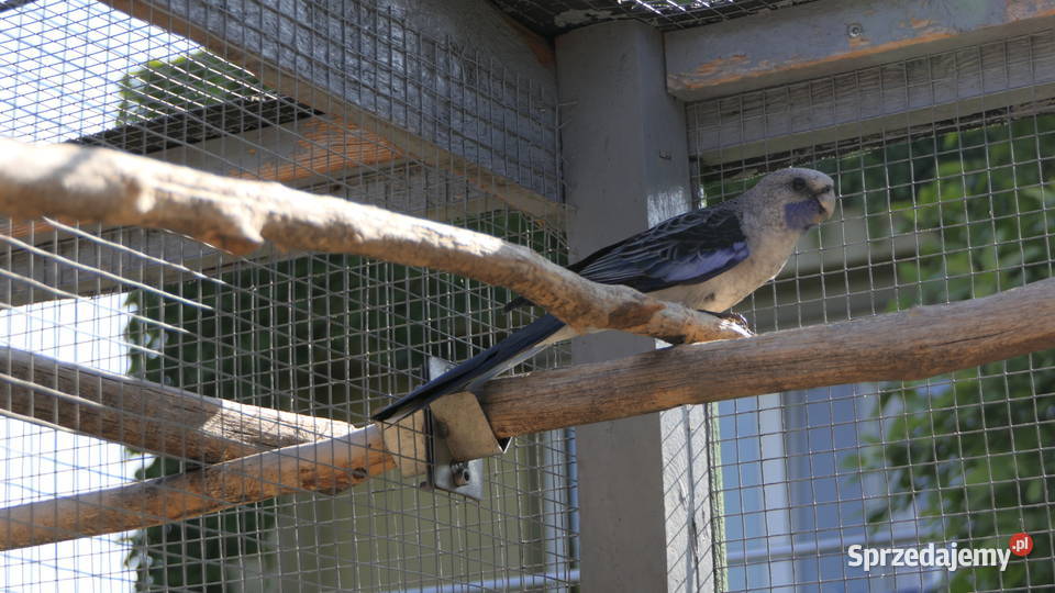 Rozella Królewska Niebieska Zelów