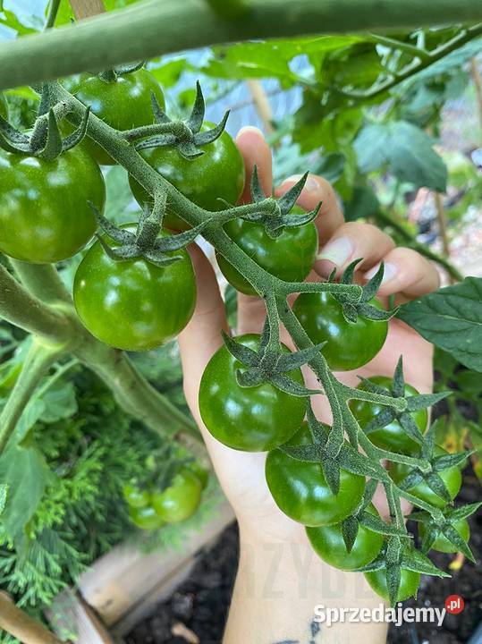 Sadzonki pomidorów koktajlowych TUDOR F1 rozsada Jelenia Góra