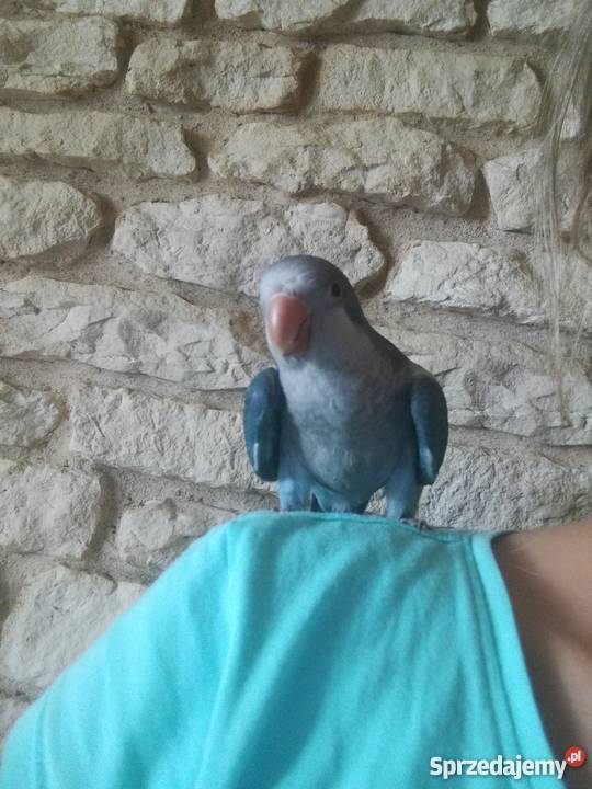 Mnicha nizinna ręcznie karmiona śliczna mazowieckie