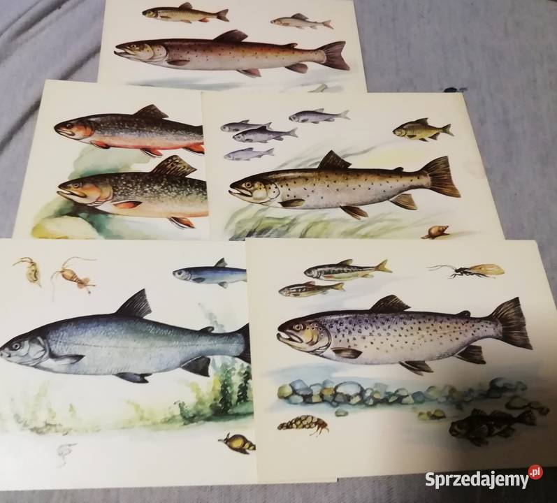 Ryby słodkowodne kartki Kraków sprzedam
