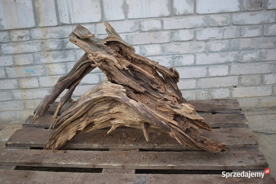Korzeń ozdobny do ogrodu Pozostałe Dekoracje i ozdoby Połaniec