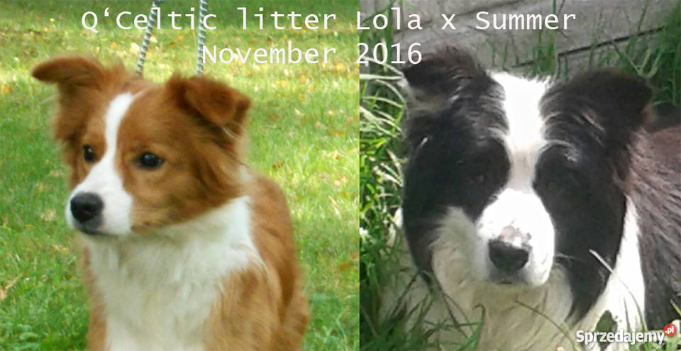 Border Collie rodowodowe szczeniaki z metryką Otwock