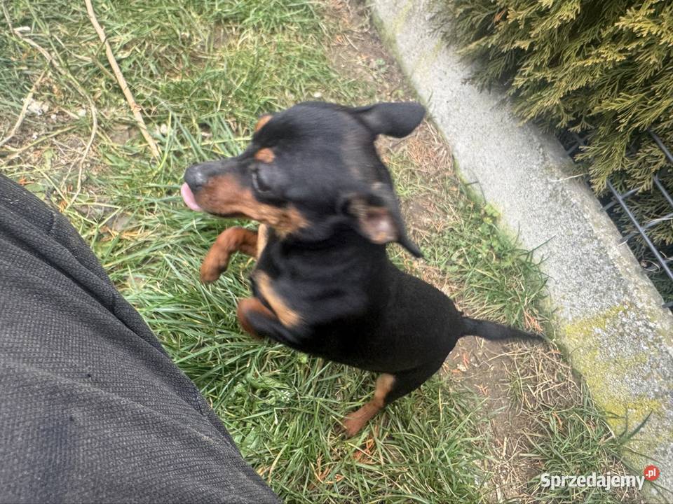 Ratlerek suczka 8 miesięcy Pozostałe Wierzbica