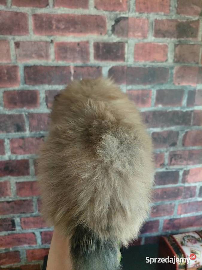 Ślicze szczenieta Szpic Miniaturowy Kutno