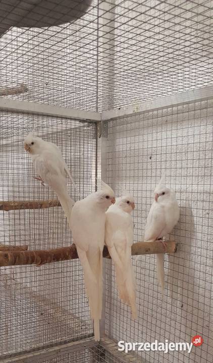 Sprzedam swiergotki nierozłączki nimfy faliste Ptaki Ostrów Wielkopolski