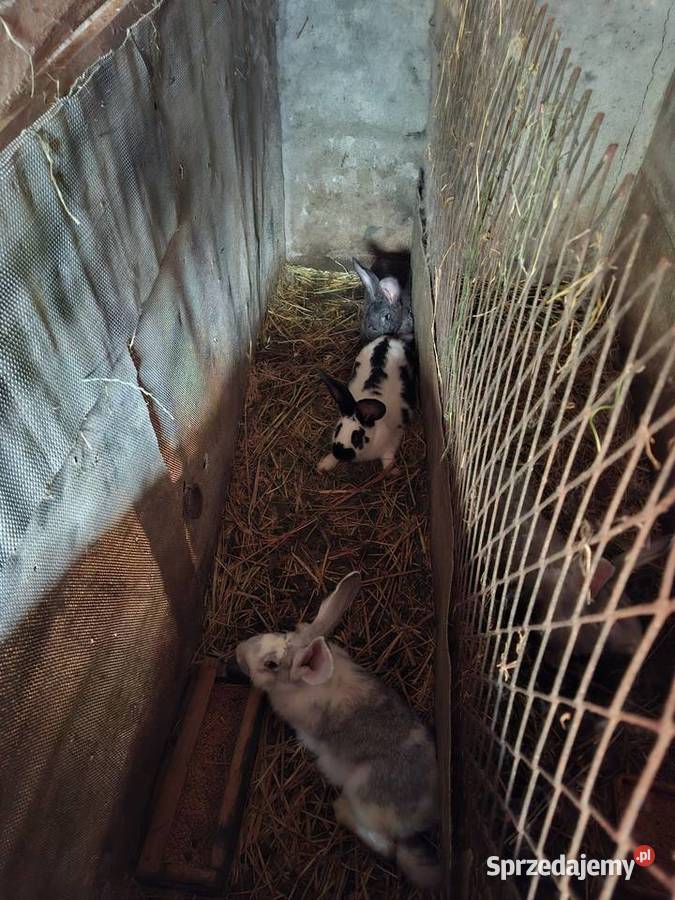 Sprzedam króliki Zduńska Wola