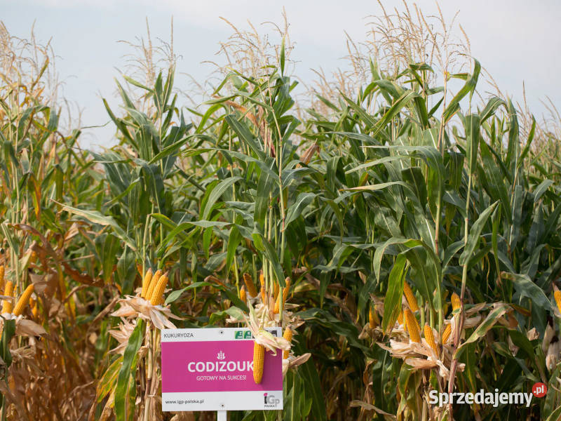 Materiał siewny kwalifikowany kukurydza IGP wielkopolskie Swarzędz